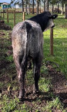 Yearling Bulls - Photo 2
