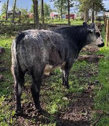 Yearling Bulls - Photo 3