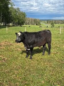 Yearling Bulls - Photo 4