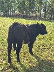 Yearling Bulls - Photo 5