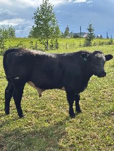 Yearling Bulls - Photo 6