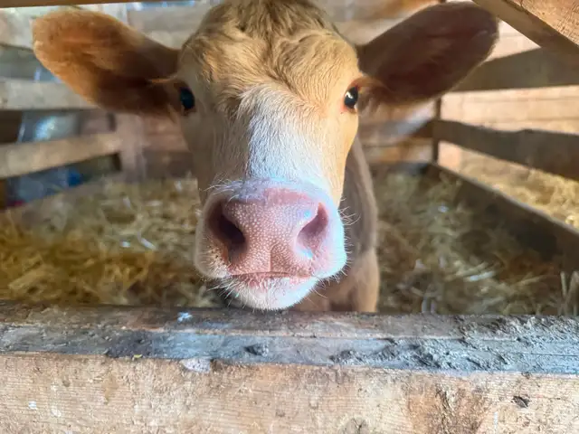 Spare Twin Calves