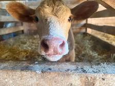 Spare Twin Calves