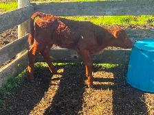 Spare Twin Calves - Photo 2