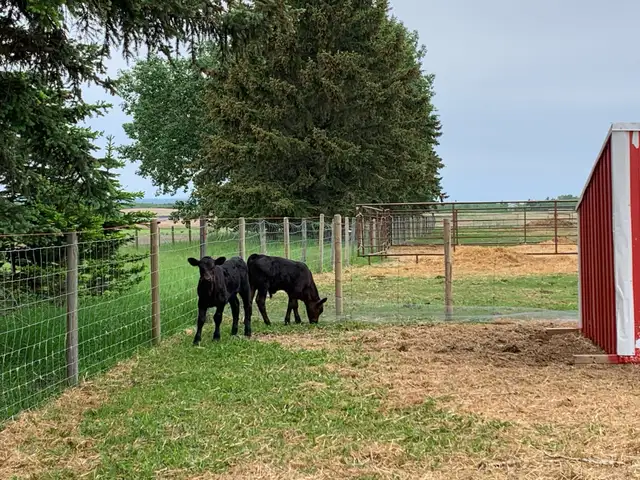 Black Angus Cow-Calf Pairs