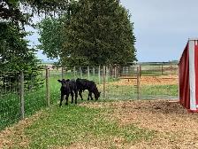 Black Angus Cow-Calf Pairs