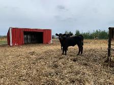 Black Angus Cow-Calf Pairs - Photo 2