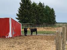Black Angus Cow-Calf Pairs - Photo 3
