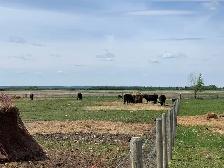 Black Angus Cow-Calf Pairs - Photo 4