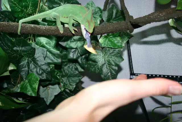 I Look After Your Reptiles/Amphibians