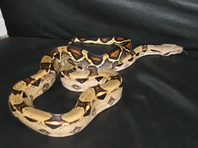 I Help Reptile/Amphib Breeders in Calgary & Surrounding