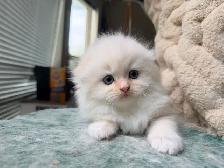 Ragdoll Scottish Fold Kitten (Boy) - Photo 2