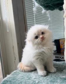 Ragdoll Scottish Fold Kitten (Boy) - Photo 3