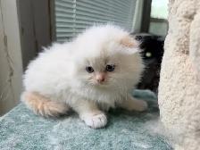 Ragdoll Scottish Fold Kitten (Boy) - Photo 4