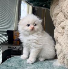 Ragdoll Scottish Fold Kitten (Boy) - Photo 5