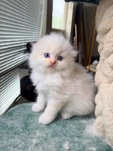 Ragdoll Scottish Fold Kitten (Boy) - Photo 7