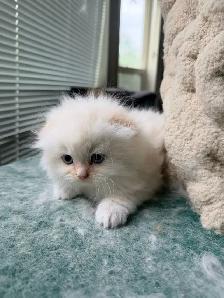 Ragdoll Scottish Fold Kitten (Boy) - Photo 8