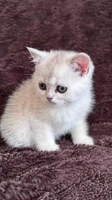 Ready to rehome: British / Scottish shorthair kittens