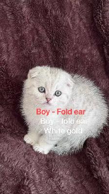 Ready to rehome: British / Scottish shorthair kittens - Photo 3