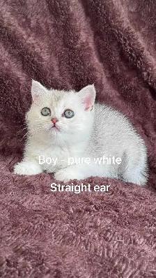 Ready to rehome: British / Scottish shorthair kittens - Photo 6