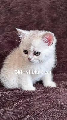 Ready to rehome: British / Scottish shorthair kittens - Photo 8