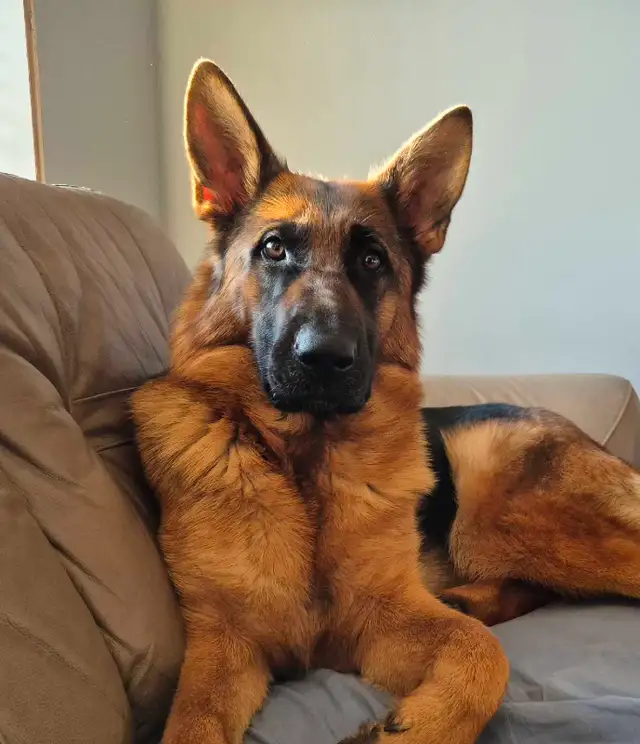 ! CKC REGISTERED GERMAN SHEPHERD PUPPIES !