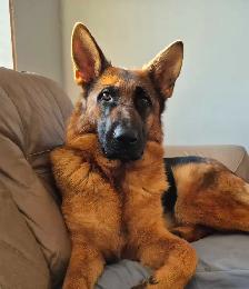 ! CKC REGISTERED GERMAN SHEPHERD PUPPIES !