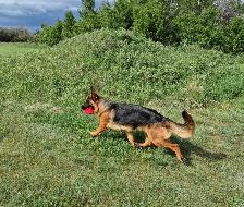 ! CKC REGISTERED GERMAN SHEPHERD PUPPIES ! - Photo 2
