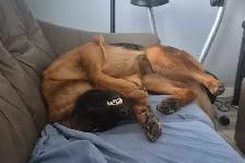 ! CKC REGISTERED GERMAN SHEPHERD PUPPIES ! - Photo 4