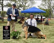 ! CKC REGISTERED GERMAN SHEPHERD PUPPIES ! - Photo 5
