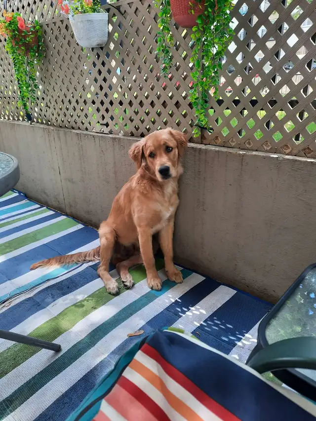 Chien Golden Retiever 800$