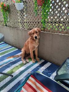 Chien Golden Retiever 800$