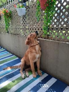 Chien Golden Retiever 800$ - Photo 2