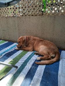 Chien Golden Retiever 800$ - Photo 3