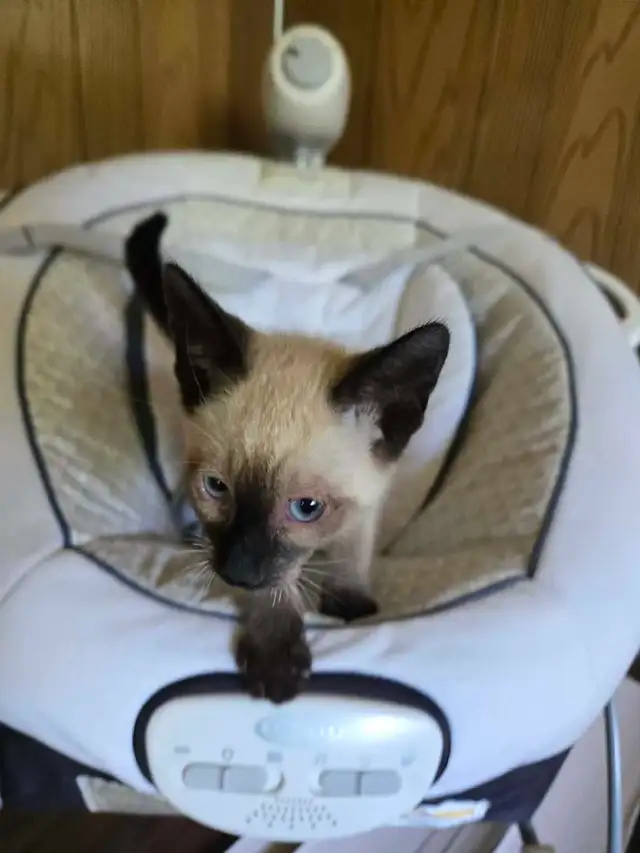 chatons siamois à vendre