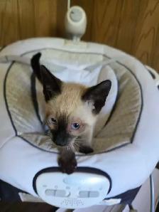 chatons siamois à vendre