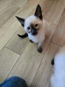 chatons siamois à vendre - Photo 2