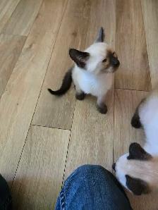 chatons siamois à vendre - Photo 3