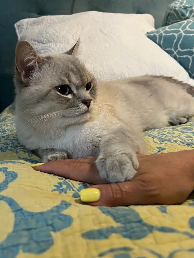 Gorgeous cat for rehoming