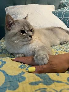 Gorgeous cat for rehoming