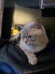 Gorgeous cat for rehoming - Photo 2