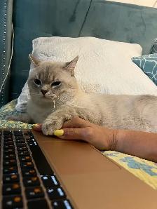 Gorgeous cat for rehoming - Photo 3