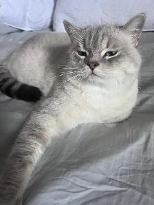 Gorgeous cat for rehoming - Photo 4