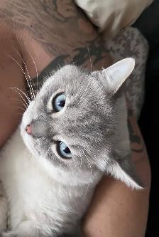 Gorgeous cat for rehoming - Photo 5