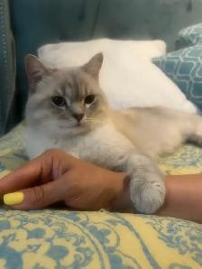 Gorgeous cat for rehoming - Photo 6