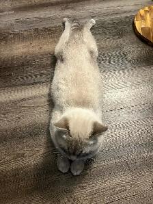 Gorgeous cat for rehoming - Photo 7