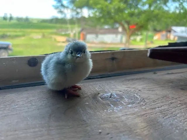 Lavender Orpington   Chicks