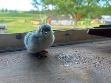 Lavender Orpington   Chicks