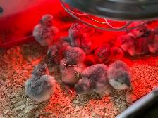 Lavender Orpington   Chicks - Photo 2