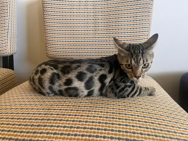 Bengal kitten